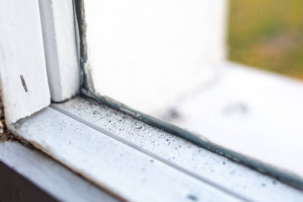 Best Industrial Mold Remediation  in South Dennis, MA