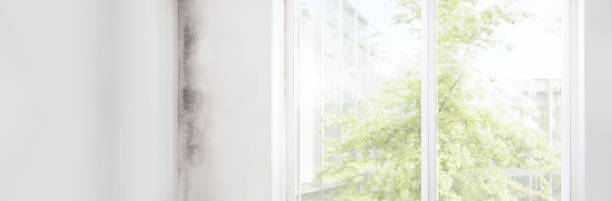 Mold Removal for HVAC Installations in South Dennis, MA